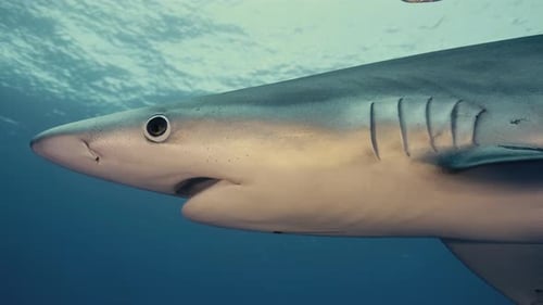 Close Up of a large Blue Shark swimming through the water with light rays in the background