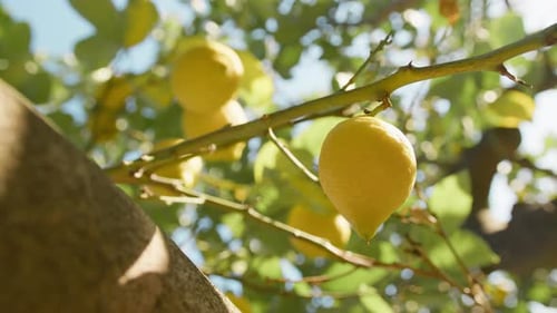 Lemon Tree Branches In South Italy