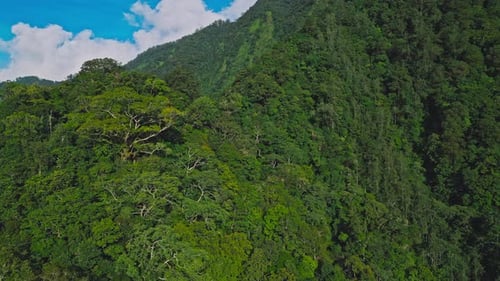 Luftaufnahme der Waldnatur und der grünen Waldbäume in der Landschaft der Berghügel