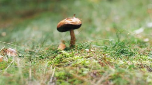 Brown cap boletus mushroom growing wild in autumn forest nature concept