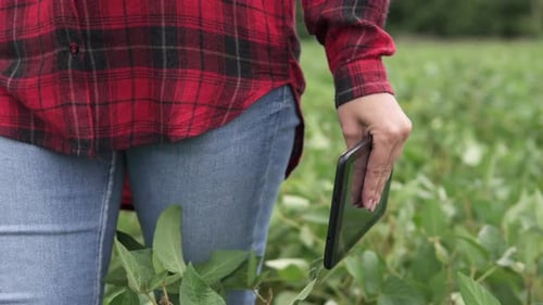 Modern digital technologies. Farmer with a tablet in a green bean field.