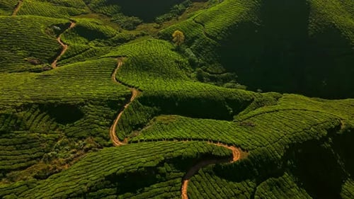 Aerial tilt shot rotating over beautiful tea estates and cultivation in Munnar