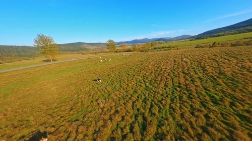 Aerial Views of Beautiful Autumn Countryside Village Scenery Open Farmland Landscape with Grazing