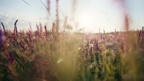 Purple Lupinus Floral Field at Sunset Blossoming Lupins Meadow in Summer Beautiful Flowers Natural