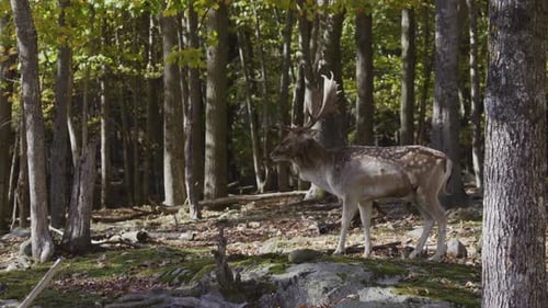 Spotted Deer Standing Alert in Woods