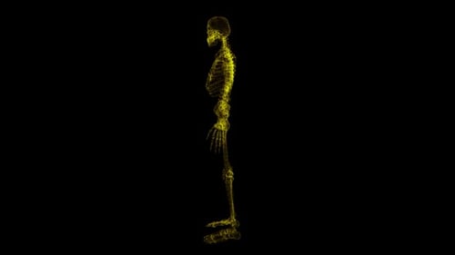 Skeleton Hologram
