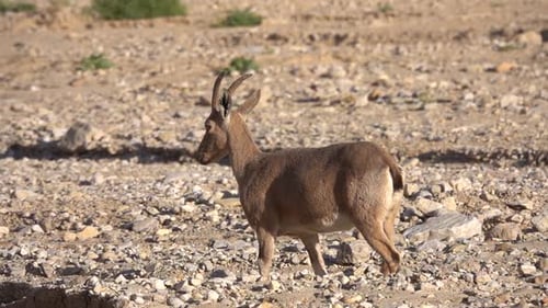 Ibex walking in desert landscape, Negev Desert, 2022