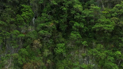 Jungle, forestry and drone for ecology, trees and hills with woods, landscape and scenery