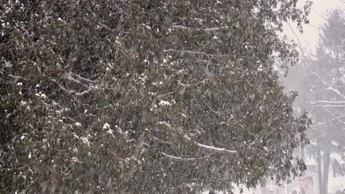 Snow falls from the sky and sticks to the branches of trees and ground in a neighborhood. The