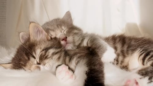 Two Tabby Kittens Snuggling Together Asleep