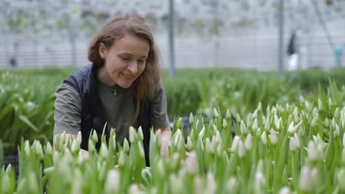 Woman tending to rows of tulips in greenhouse