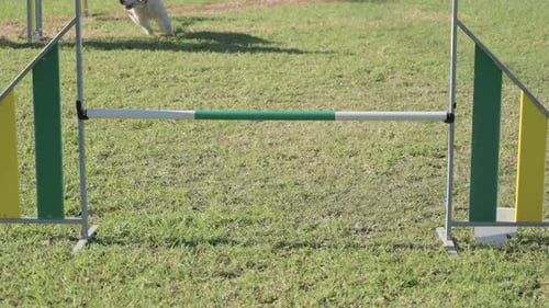 Energetic Dog Leaping Over Agility Course Hurdle
