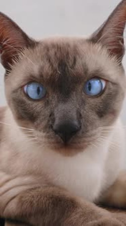 Vertical video. Cross-Eyed Blue-Eyed Siamese Cat Lying on Wooden Surface and Looking Forward Calmly
