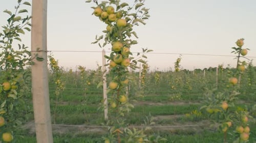 Green Apples on the Trees
