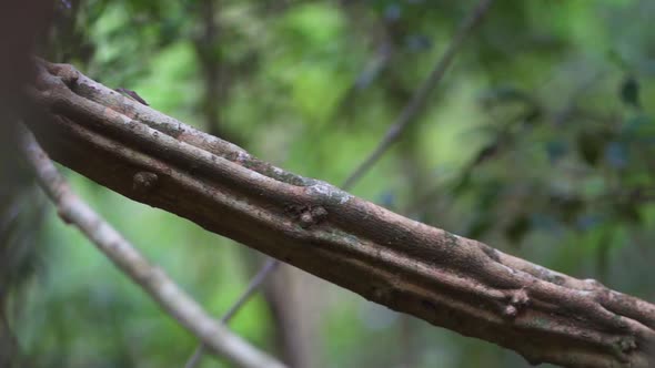 Close up Dangling tree roots in Salto Encantado park, located in ...