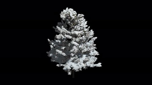 Snowy Pine Tree Swaying in Gentle Winter Breeze