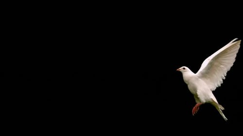 Paloma blanca volando sobre fondo negro