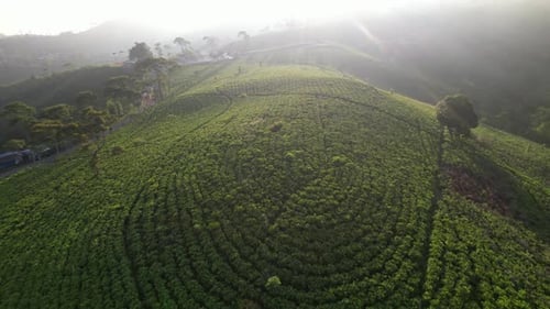 Green tea field