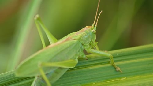 camouflaged green Grasshopper sitting On Green Plant Leaf. close-up