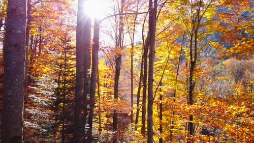 Colorful Vibrant Forest Trees in Autumn Fall Season Outdoors at Sunset Light
