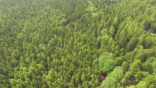flight over forest, Aerial View of Czech forest, sunset.