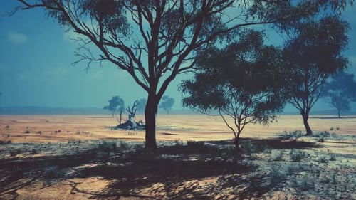 African Landscape with a Acacia Trees