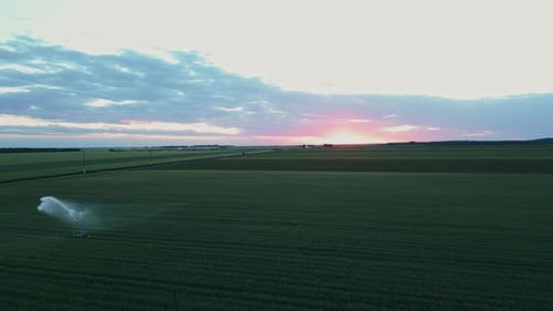 Panorama Of Green Farmlands With An Irrigation Sprinkler At Sunset. Aerial Drone Shot