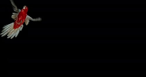 Eastern Rosella or Gold Mantled Rosella or Rubino Rosella, platycercus eximius