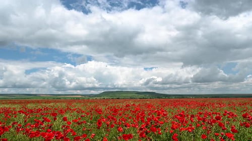 Amazing video with a spring field of poppies in sunny day