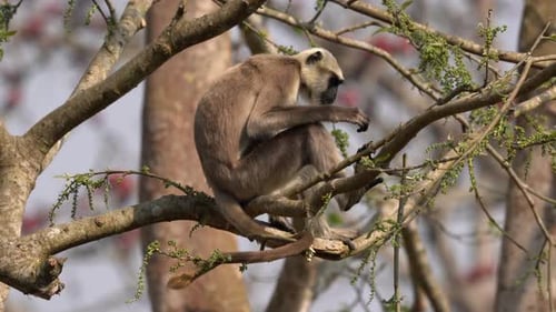 A gray langur sitting in a tree on a sunny day scratching himself.
