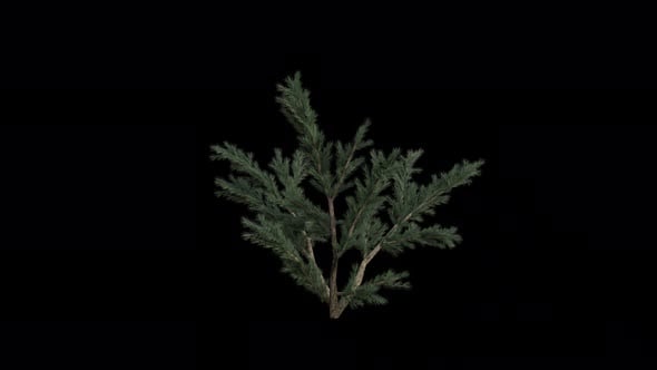 Deodar Cedar blowing in the wind Loop Animation. Wind blow Shrub Plant ...