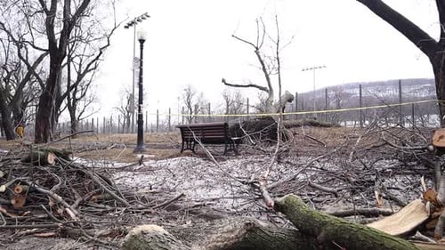 Handheld wide shot of fallen and splintered trees in a park. Panning left