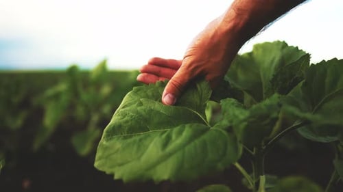Farmer Hand Touches Green Wheat Crop Germ Agriculture Industry