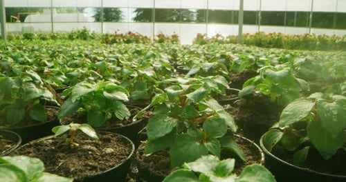 Slow motion close up of young plants are watering with automatic irrigation system in a greenhouse