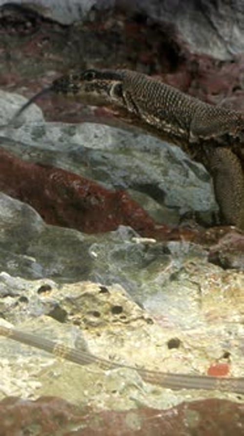 Un lézard moniteur explore un terrain rocheux aux Philippines