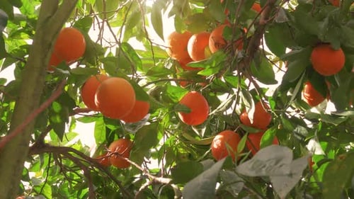 Orange garden with ripe oranges on the branches on a sunny spring day.