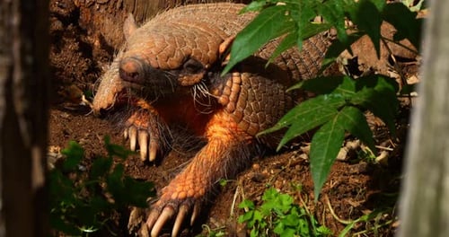 Yellow or Six-banded Armadillo, euphractus sexcinctus, Adult standing at Den Entrance, Real Time 4K
