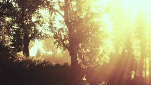 Panoramic View of the Majestic Evergreen Forest in a Morning Fog