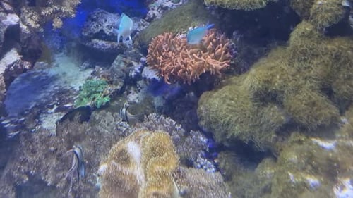 Colorful tropical fish swimming among coral reefs in a vibrant underwater aquarium ecosystem