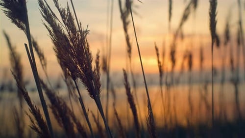 Golden Grass Silhouettes Swaying in the Sunset Light