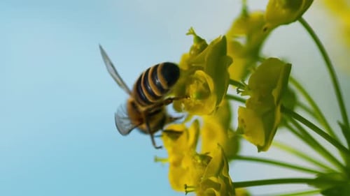 Vertikales Video: Biene sammelt Pollen auf einer gelben Blume