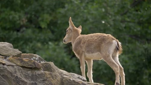 Young Siberian Ibex (Capra sibirica) kid climbing a stony ridge.