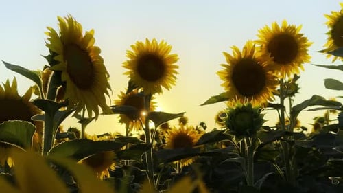 Golden Yellow Sunflower Plant In Field In Warm Sunlight 59