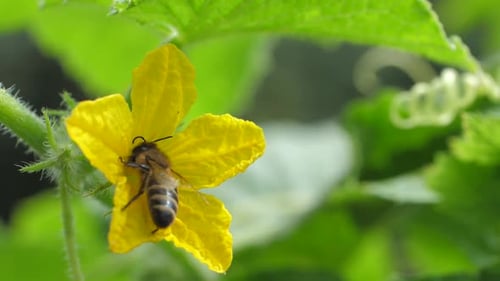 Insect Gathers Honey and Promotes Fertility of Garden