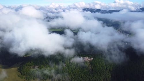 Misty Fog Over a Pine Forest