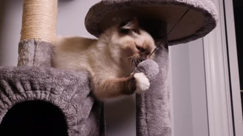 Playful Kitten on Cat Tree with Toy