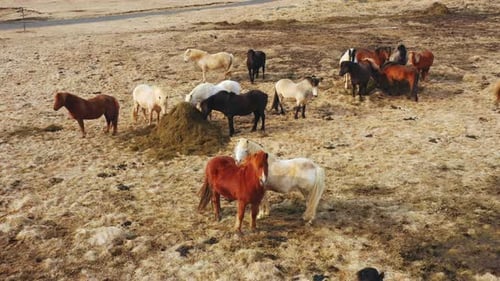 Large Herd of Horses In Icelandic Nature Golden Mountain Meadow at Autumn Rural Animals in an