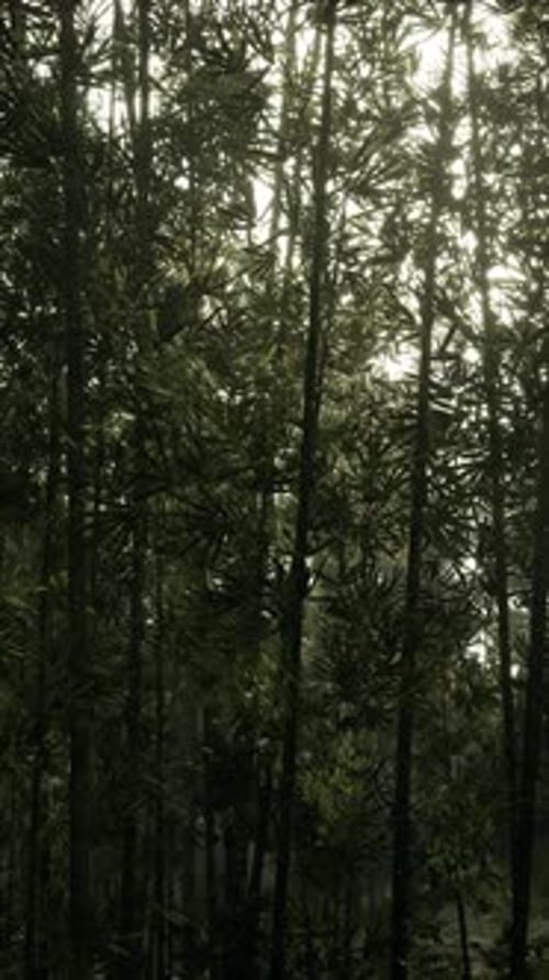 Sun Shines Through Trees in Forest Vertical