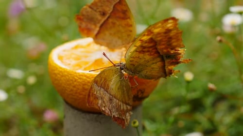 Pearl Emperor stand on citrus half for food, push and shove each other, flap wings, competing for po