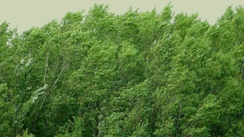 Trees Blowing in the Wind on a Cloudy Day